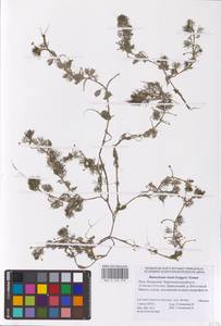 Ranunculus rionii Lagger, Eastern Europe, Lower Volga region (E9) (Russia)