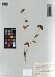 KUZ 003 365, Hylotelephium telephium subsp. telephium, Siberia, Altai & Sayany Mountains (S2) (Russia)