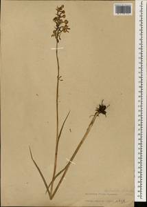 Habenaria linearifolia Maxim., South Asia, South Asia (Asia outside ex-Soviet states and Mongolia) (ASIA) (China)