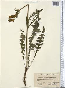 Pedicularis sceptrum-carolinum L., Middle Asia, Northern & Central Kazakhstan (M10) (Kazakhstan)