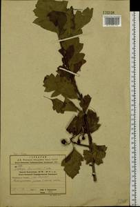 Crataegus maximowiczii C. K. Schneid., Siberia, Russian Far East (S6) (Russia)