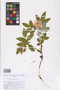 Rosa acicularis Lindl., Eastern Europe, Northern region (E1) (Russia)