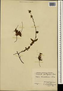 Cuscuta epithymum (L.) L., Crimea (KRYM) (Russia)