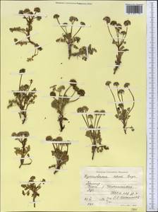 Hymenidium nanum (Rupr.) Pimenov & Kljuykov, Middle Asia, Pamir & Pamiro-Alai (M2) (Tajikistan)