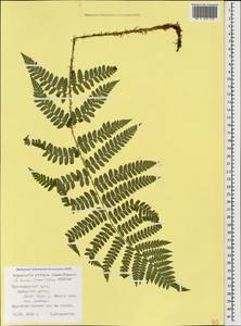 Dryopteris borreri (Newman) Oberh. & Tavel, Caucasus, Black Sea Shore (from Novorossiysk to Adler) (K3) (Russia)