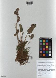 Dracocephalum grandiflorum L., Siberia, Altai & Sayany Mountains (S2) (Russia)