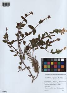 Scutellaria mongolica Sobolevsk., Siberia, Altai & Sayany Mountains (S2) (Russia)