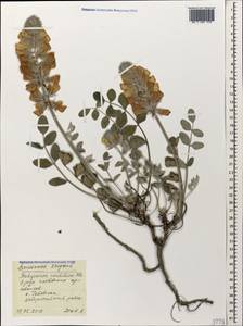 Hedysarum candidum M.Bieb., Caucasus, Black Sea Shore (from Novorossiysk to Adler) (K3) (Russia)