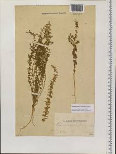 Dysphania botrys (L.) Mosyakin & Clemants, Siberia, Altai & Sayany Mountains (S2) (Russia)