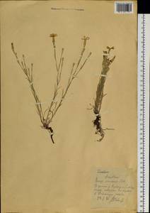 Dianthus, Siberia, Western (Kazakhstan) Altai Mountains (S2a) (Kazakhstan)