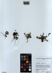 Potentilla acaulis L., Siberia, Altai & Sayany Mountains (S2) (Russia)