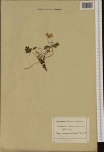 Isopyrum thalictroides L., Western Europe (EUR) (France)