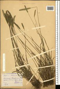 Phleum phleoides (L.) H.Karst., Caucasus, Dagestan (K2) (Russia)