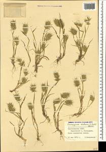 Eremopyrum distans (K.Koch) Nevski, Caucasus, Azerbaijan (K6) (Azerbaijan)