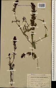 Melampyrum arvense L., Caucasus, Stavropol Krai, Karachay-Cherkessia & Kabardino-Balkaria (K1b) (Russia)