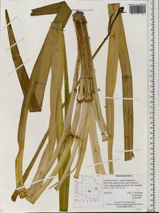 Hemerocallis fulva (L.) L., Eastern Europe, North-Western region (E2) (Russia)