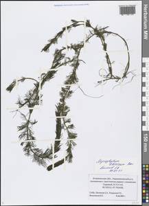 Myriophyllum sibiricum Kom., Eastern Europe, Lower Volga region (E9) (Russia)