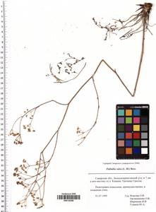 Palimbia rediviva (Pall.) Thell., Eastern Europe, Middle Volga region (E8) (Russia)
