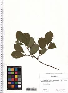 Salix aurita L., Eastern Europe, Middle Volga region (E8) (Russia)