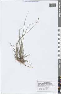 Poa compressa L., Eastern Europe, Middle Volga region (E8) (Russia)