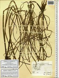 Sparganium gramineum Georgi, Eastern Europe, Moscow region (E4a) (Russia)