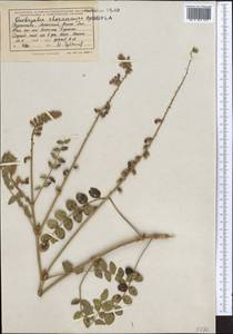 Onobrychis chorassanica Boiss., Middle Asia, Kopet Dag, Badkhyz, Small & Great Balkhan (M1) (Turkmenistan)