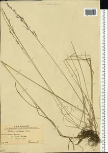 Lolium pratense (Huds.) Darbysh., Eastern Europe, West Ukrainian region (E13) (Ukraine)