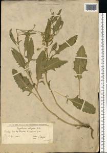 Sisymbrium volgense M.Bieb. ex E.Fourn., Eastern Europe, Lower Volga region (E9) (Russia)