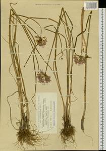 Allium ledebourianum Schult. & Schult.f., Siberia, Altai & Sayany Mountains (S2) (Russia)
