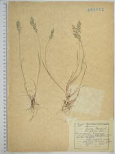 Poa glauca Vahl, Siberia, Russian Far East (S6) (Russia)