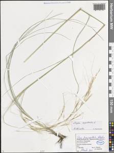 Stipa capillata L., Eastern Europe, Volga-Kama region (E7) (Russia)