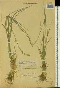 Elymus lanceolatus (Scribn. & J.G.Sm.) Gould, Siberia, Yakutia (S5) (Russia)