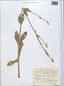 Silene coronaria (L.) Clairv., Middle Asia, Pamir & Pamiro-Alai (M2) (Tajikistan)
