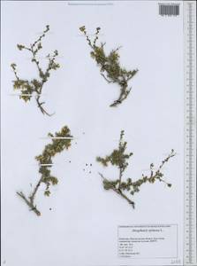 Atraphaxis spinosa L., Middle Asia, Caspian Ustyurt & Northern Aralia (M8) (Kazakhstan)