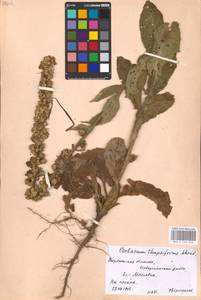 MHA 0 158 850, Verbascum densiflorum Bertol., Eastern Europe, Central forest-and-steppe region (E6) (Russia)
