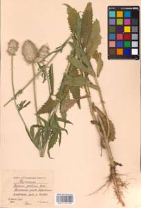 Dipsacus strigosus Willd., Eastern Europe, Lower Volga region (E9) (Russia)