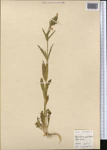 Caryophyllaceae, Middle Asia, Kopet Dag, Badkhyz, Small & Great Balkhan (M1) (Turkmenistan)