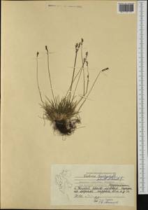 Festuca brachyphylla Schult. & Schult.f., Western Europe (EUR) (Svalbard and Jan Mayen)