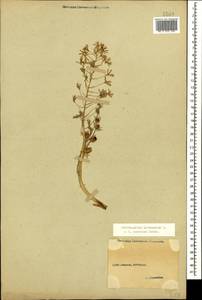 Ornithogalum pyrenaicum L., Caucasus, Stavropol Krai, Karachay-Cherkessia & Kabardino-Balkaria (K1b) (Russia)