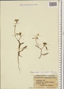 Oligochaeta divaricata (Fisch. & C. A. Mey.) C. Koch, Caucasus, Armenia (K5) (Armenia)
