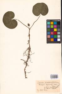Asarum europaeum L., Eastern Europe, Moscow region (E4a) (Russia)