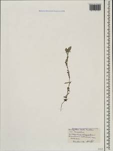 Bombycilaena erecta (L.) Smoljan., Caucasus, Black Sea Shore (from Novorossiysk to Adler) (K3) (Russia)