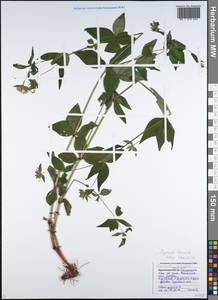 Asperula taurina L., Caucasus, Black Sea Shore (from Novorossiysk to Adler) (K3) (Russia)