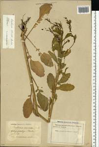 Barbarea vulgaris (L.) W.T.Aiton, Eastern Europe, Latvia (E2b) (Latvia)
