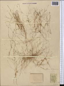 Hypertelis cerviana (L.) Thulin, Middle Asia, Muyunkumy, Balkhash & Betpak-Dala (M9) (Kazakhstan)