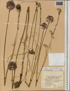 Allium caeruleum Pall., Eastern Europe, Eastern region (E10) (Russia)