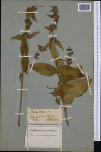 Stachys alpina L., Western Europe (EUR) (Switzerland)