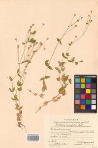 Stellaria ruscifolia Pall. ex D. F. K. Schltdl., Siberia, Russian Far East (S6) (Russia)