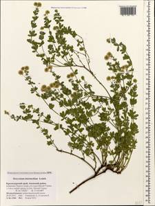 Lotus herbaceus (Vill.) Jauzein, Caucasus, Krasnodar Krai & Adygea (K1a) (Russia)