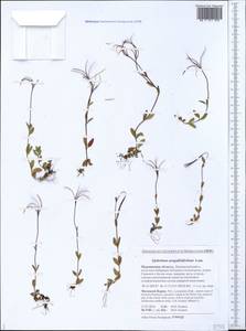 Epilobium anagallidifolium Lam., Eastern Europe, Northern region (E1) (Russia)